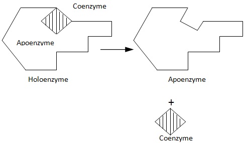 holoenzyme is composed of factor coenzyme and an apoenzyme molecule